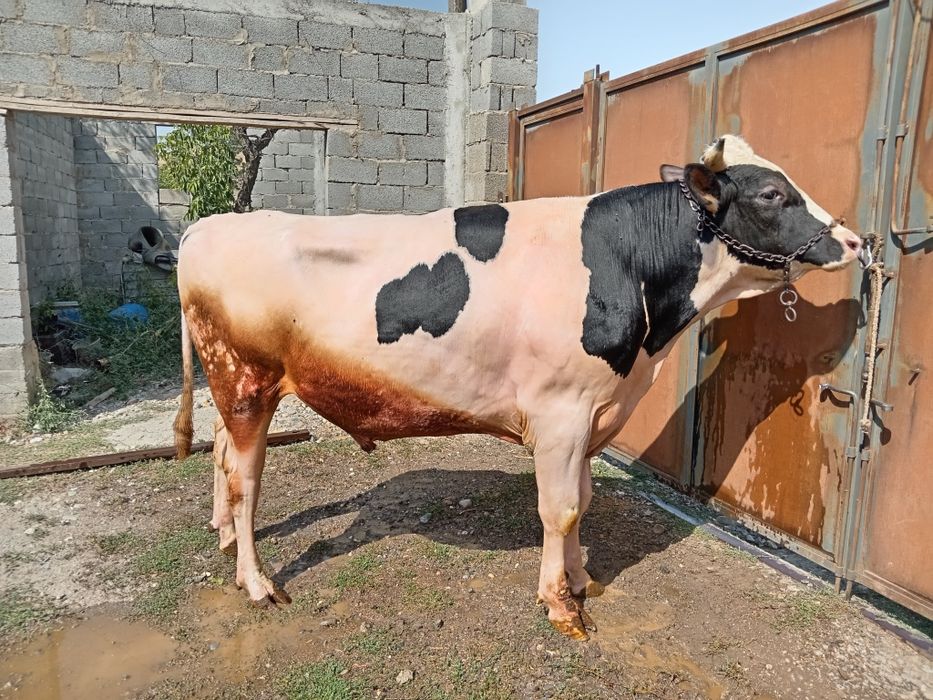 Бұқа бык Голштеин