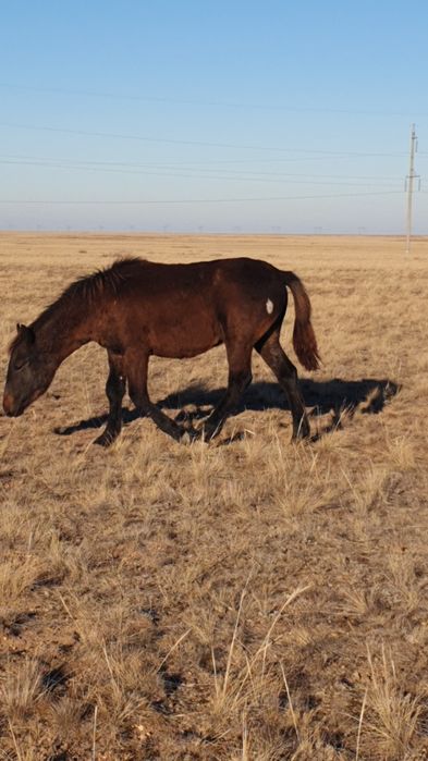 Жабағы соғым семіз сойып үйіңізге жеткізіп береміз доставка.
