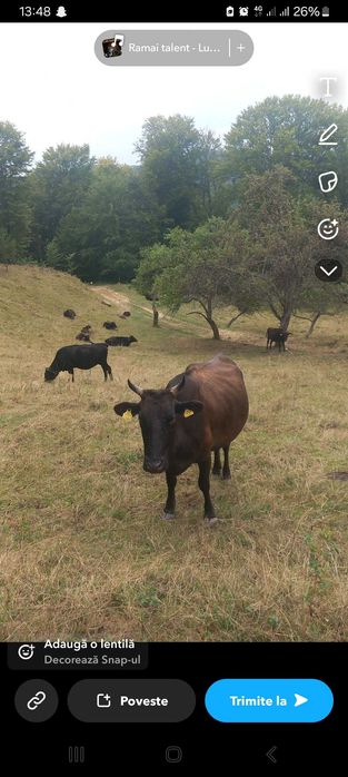 vitele,juninci si vaci din  rasa WAGYU (vaci japoneze