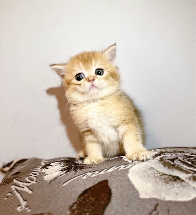 Вислоухие котята золотой окрас