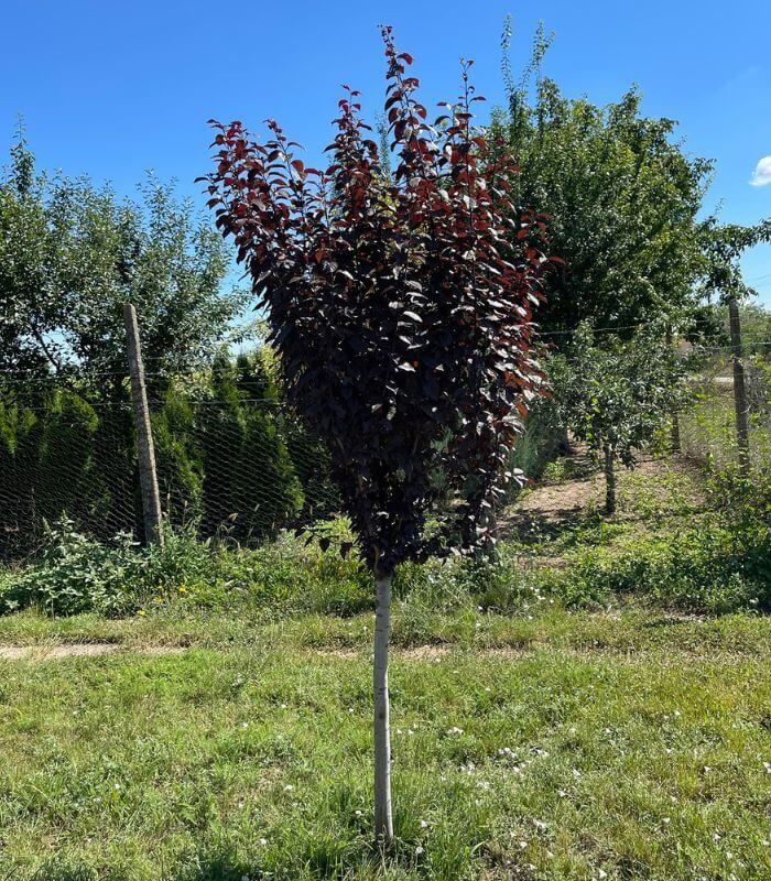 Plante ornamentale