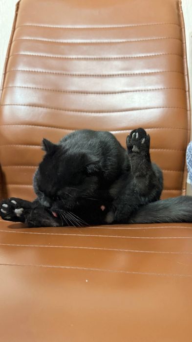 Предлагаем для вязки красавца-кота породы Scottish Fold