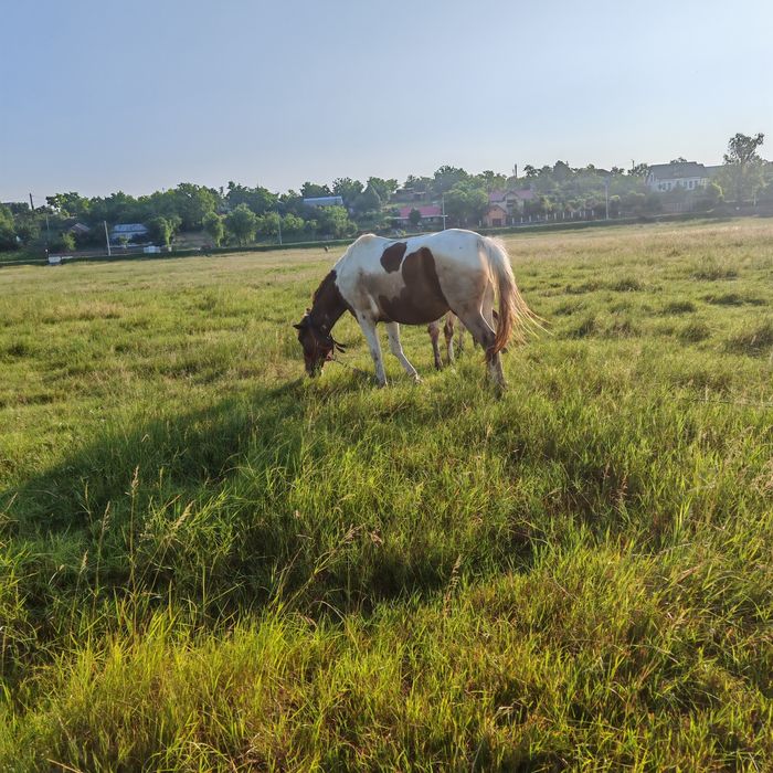 D  e   v â n z a re