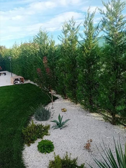 Gazon rulou și plante ornamente