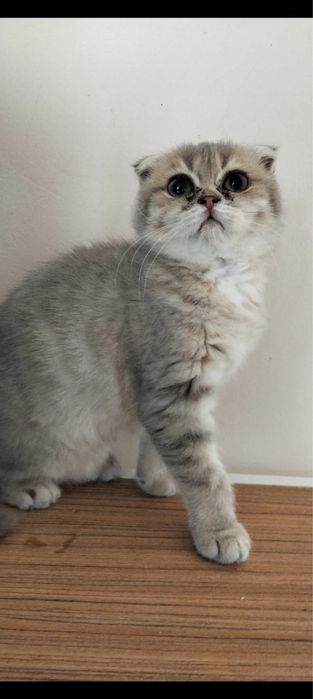 Scottish Fold tigrata