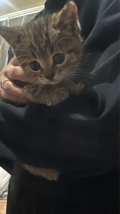 котята 2 мес (1 мальч, 1 дев)