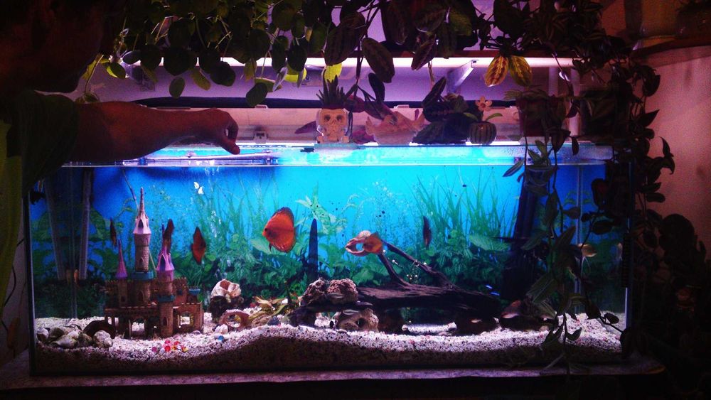 Продавам празен аквариум БЕЗ ТЕЧОВЕ  в перфектно състояние