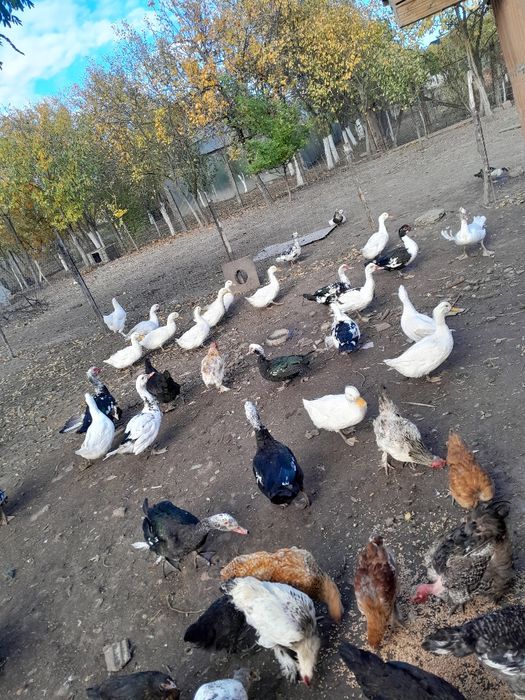 Rațe și rățoi de vânzare