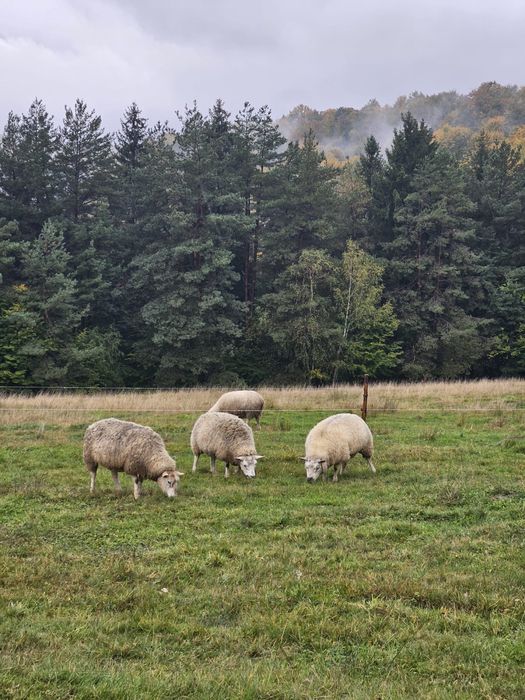 Oi și berbeci Texel de vânzare