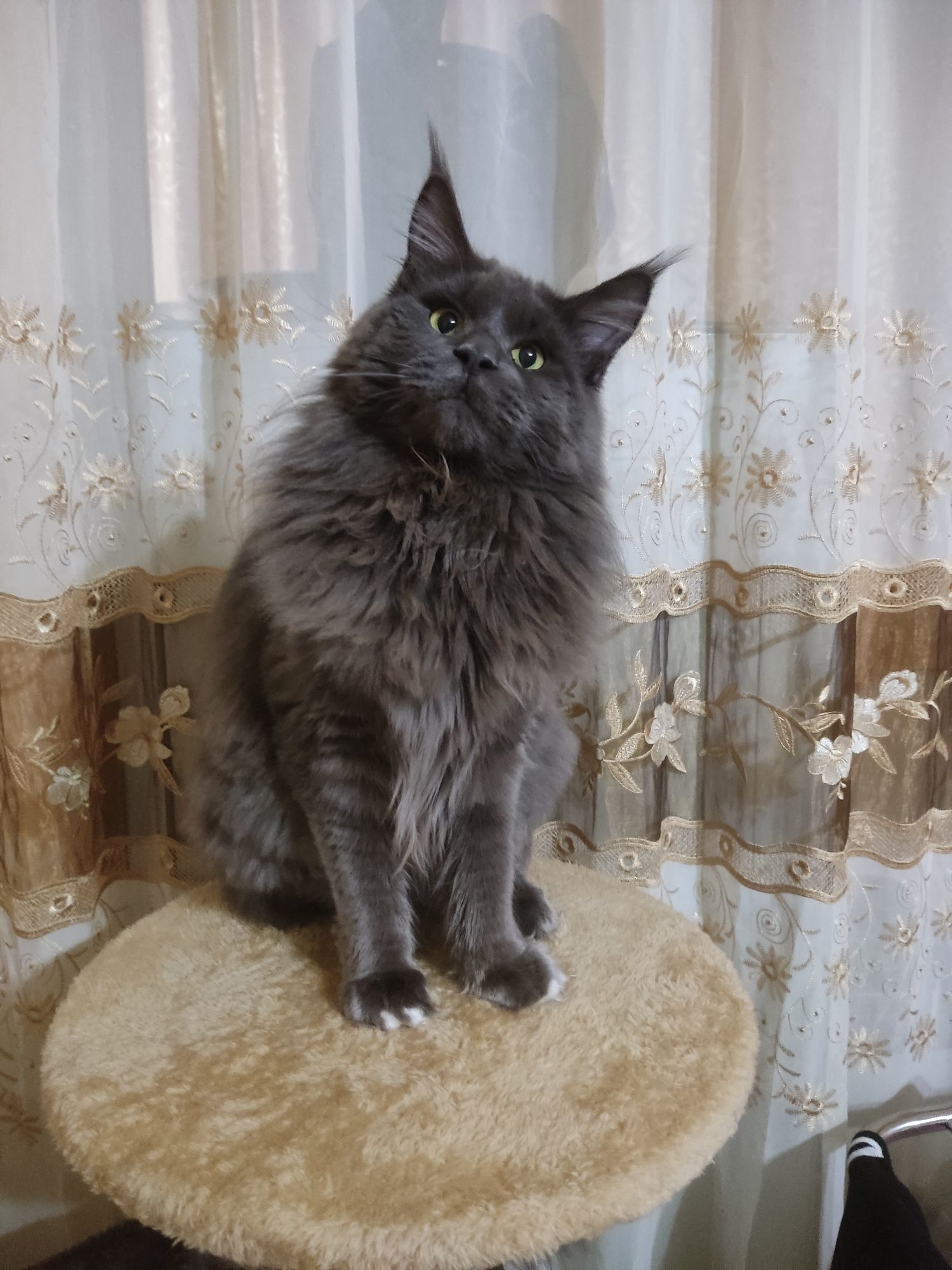Вязка кот мейн-Кун