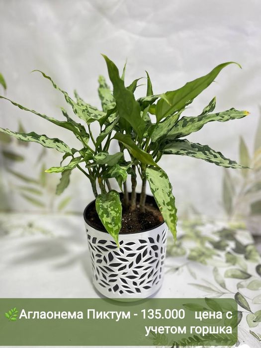 Орхидея мини, Антуриум, Спатифиллум вариегатный и др расте