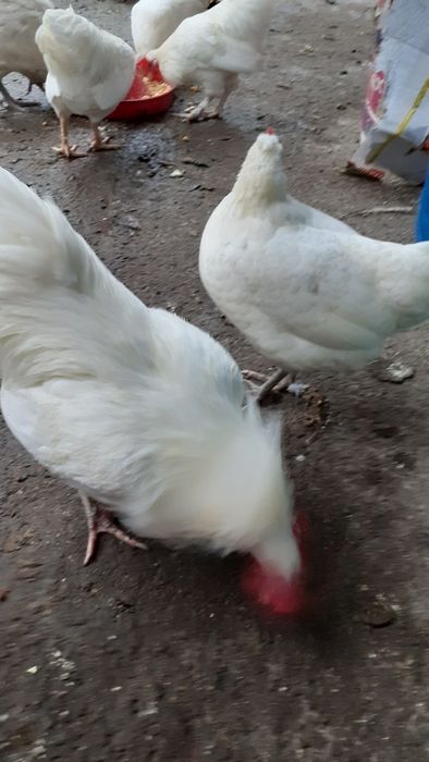 Gaini si cocosi americani