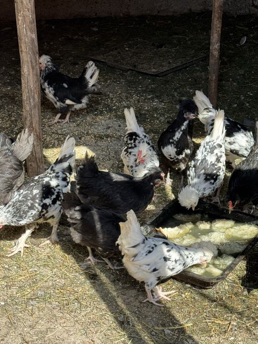 Gainute si cocoseii de vanzareeeeeee