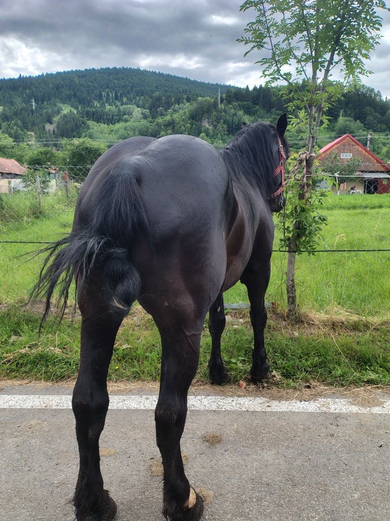Vând armăsar foarte cuminte