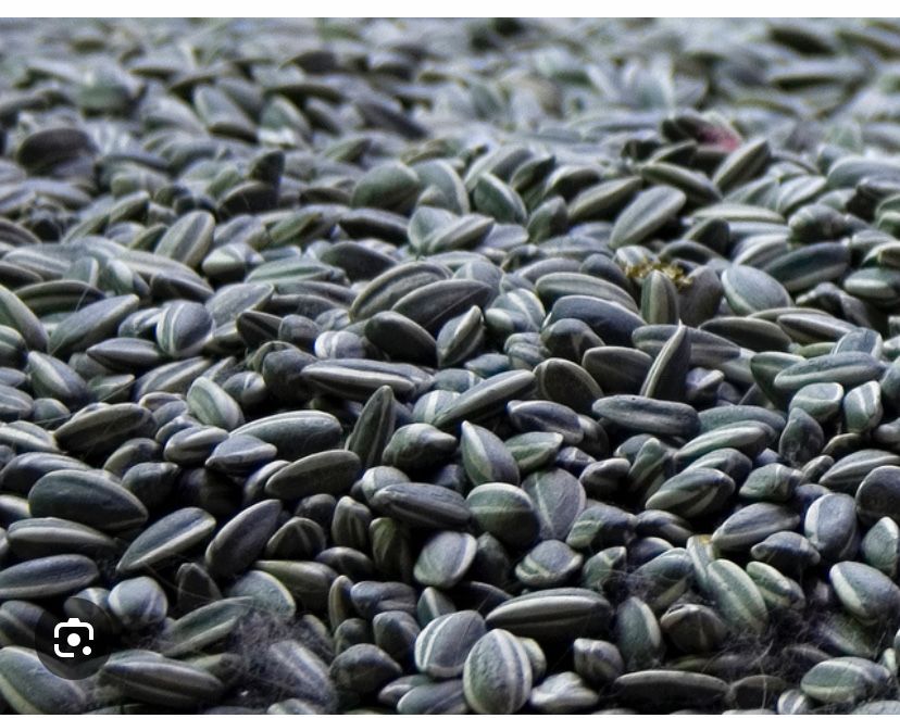 Vand 3t floarea soarelui