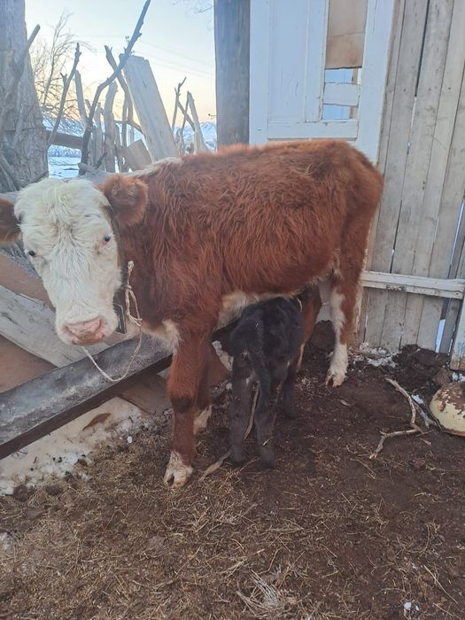 Бұзылуы сиыр, қашар, сиыр сатылады.