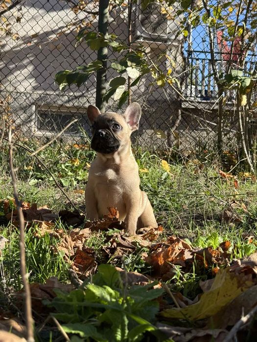 Френски болдог-Момче