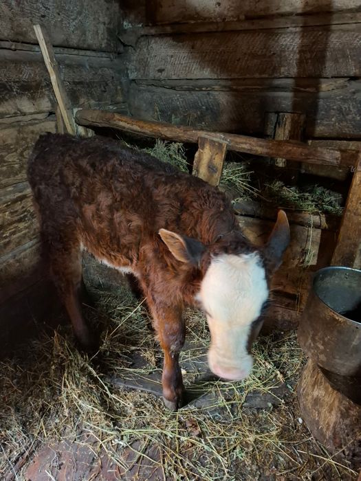 vaca de vanzare la prima fatare