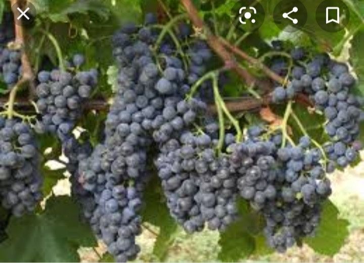 Struguri de vin producție 2025