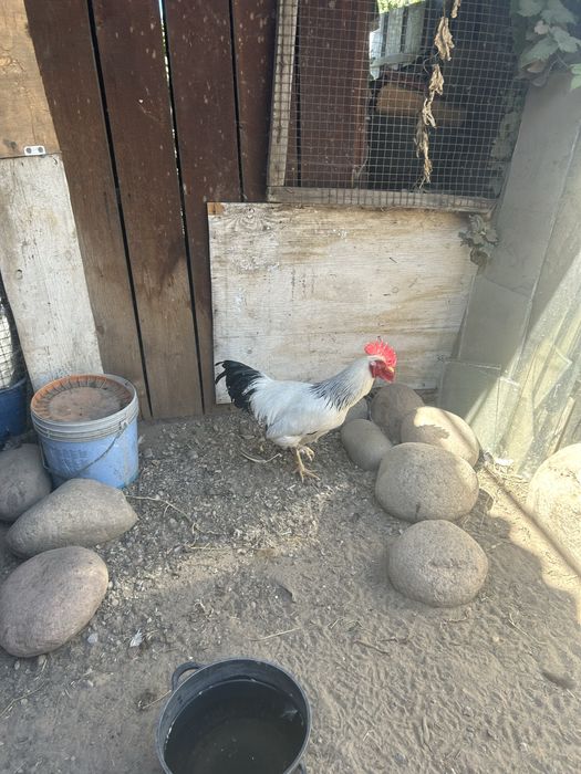 Продам домашних петушков