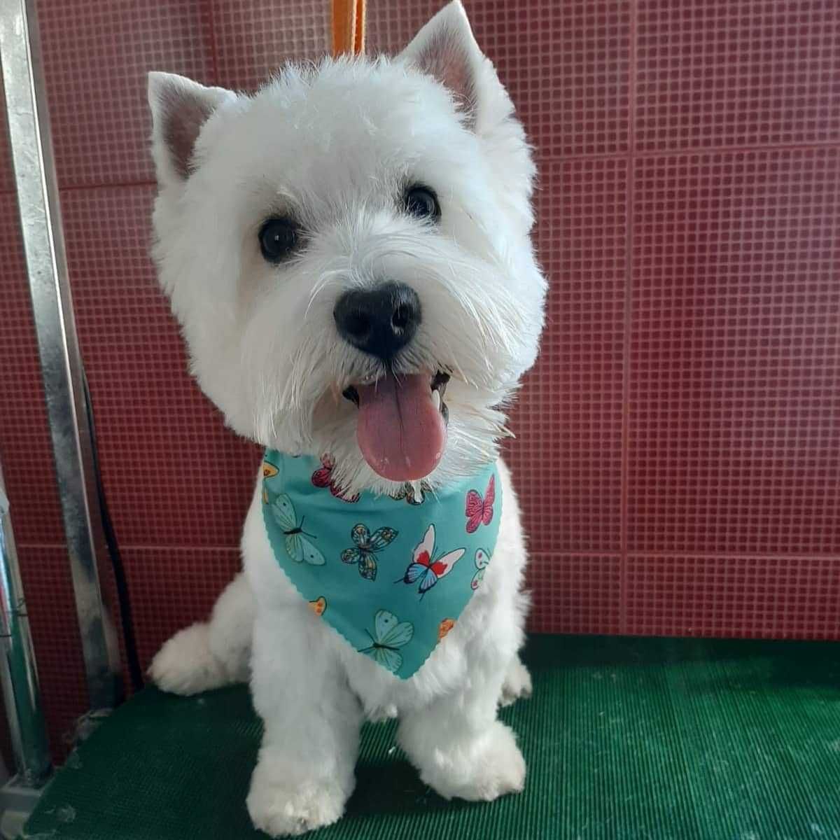 Pui rasa Westie - West Highland White Terrier