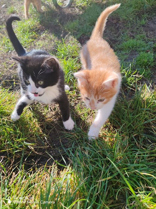 Pisoi pentru adopție!