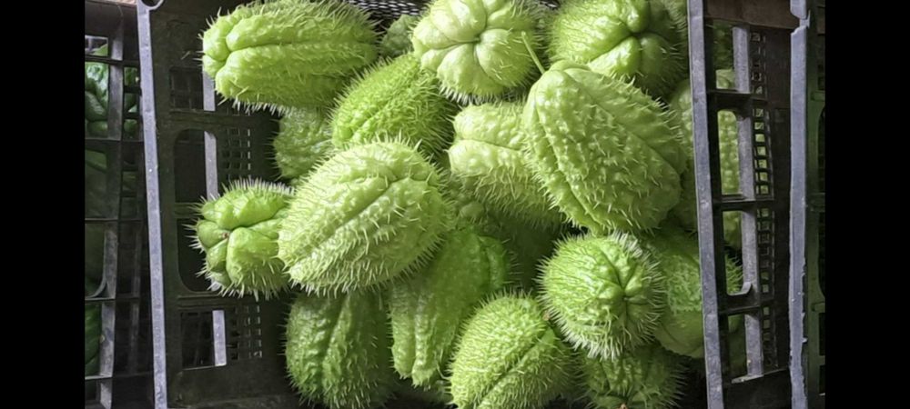 Мексикански краставици