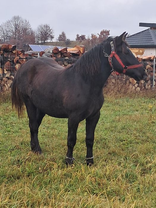 Vindem iapa 1 an si 5 luni