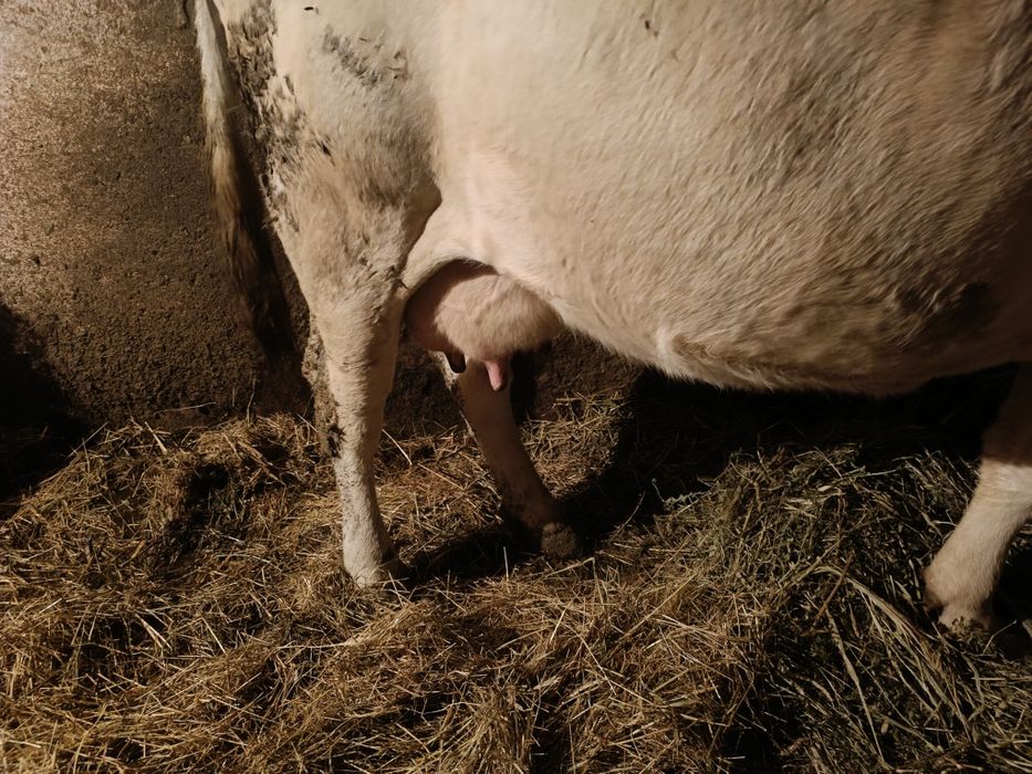 Vaca de vanzare tânără