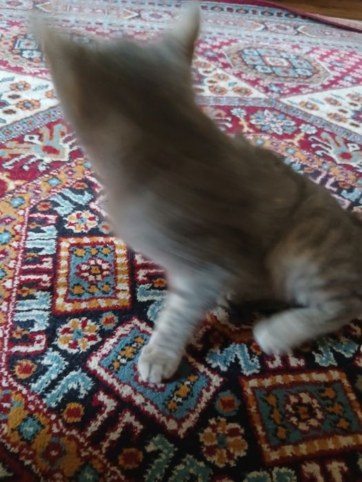 Котенок,3 месяца