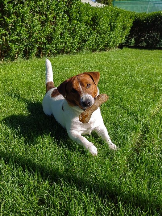 Джак Ръсел Териер