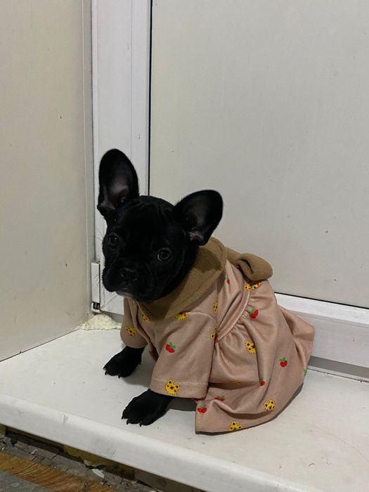 Продам щенка французского бульдога, возрост два месяца.