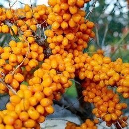 Arbuști Fructiferi (Cătină Femela )