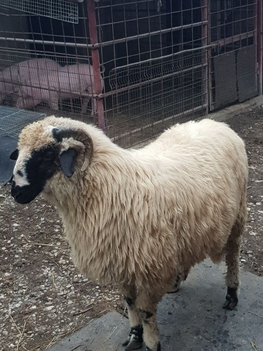 Vand berbec de rasă turcana