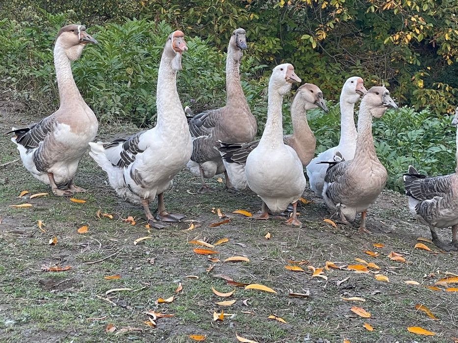 Vand gaste talie mare