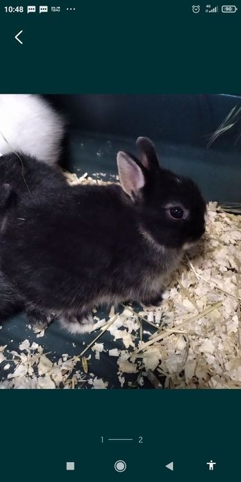 Зайче Холандско джудже