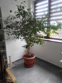 Ficus Benjamin 2m
