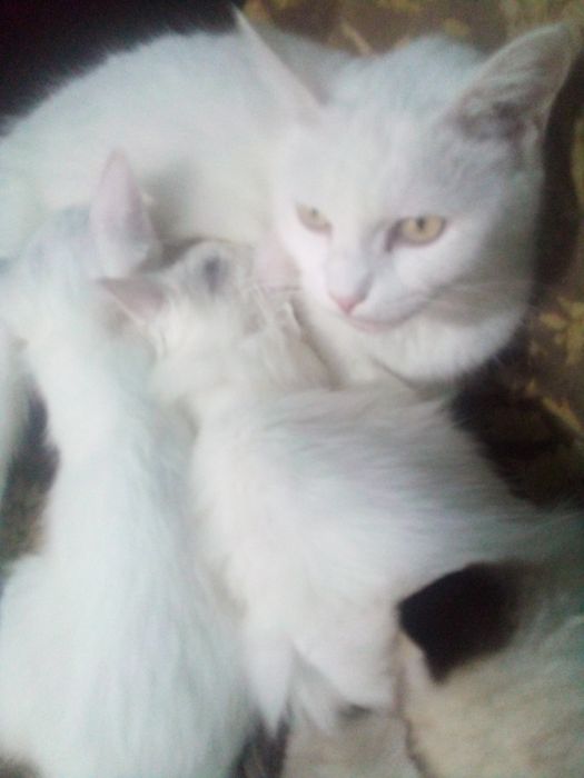 Котята 3 мес продаются