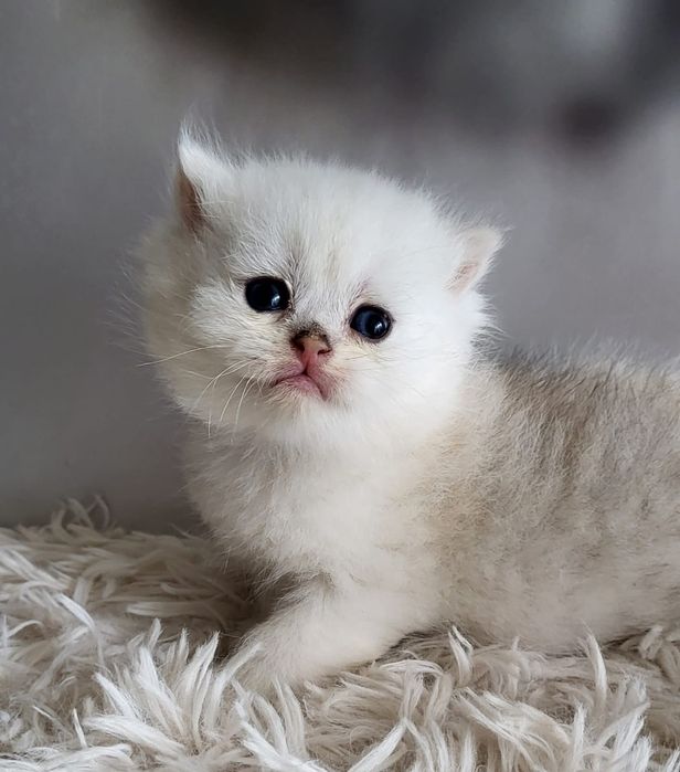 Продаются котята британские серебристая шиншилла