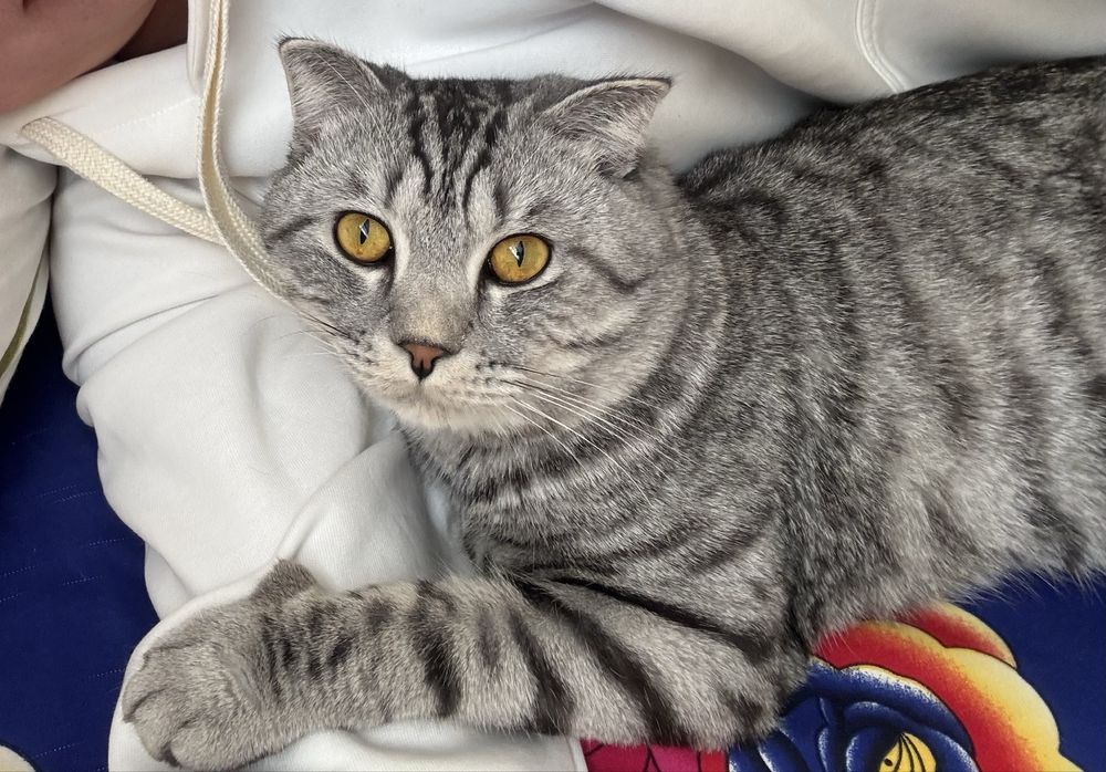 Отдам Или найти ей дом, хороших хозяев