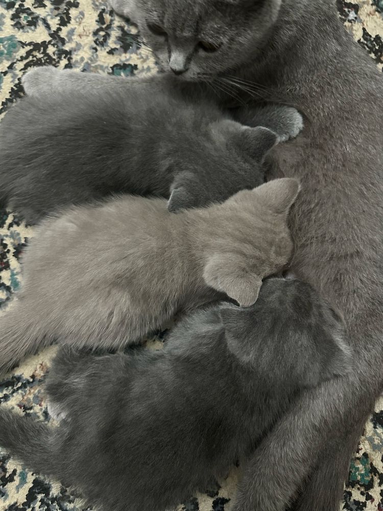 Котята шотландцы