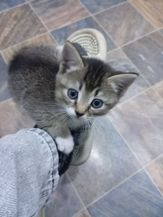 Отдам котят бесплатно добрым людям.котята от мамы мышеловки