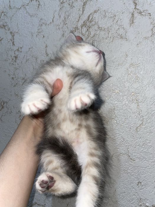 мраморный британец