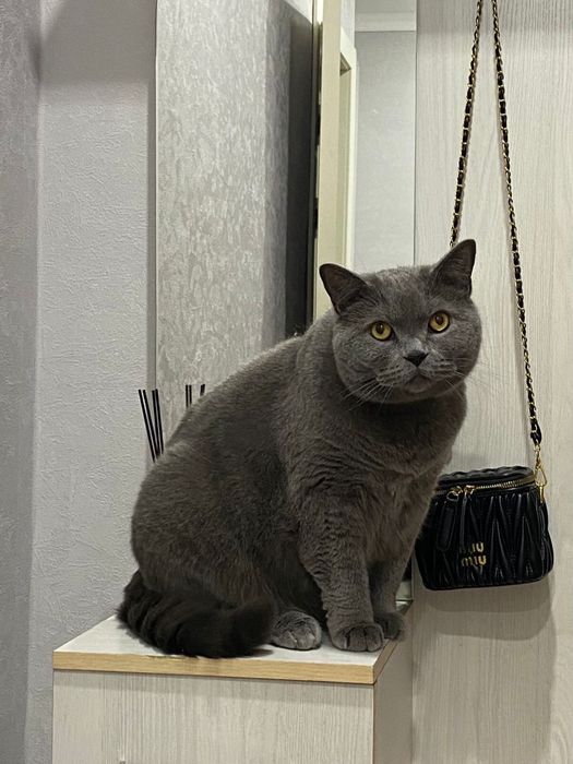 Британская кошка отдам в хорошие руки