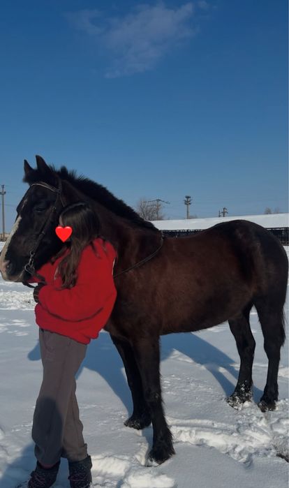De vanzare, iapa pentru echitatie