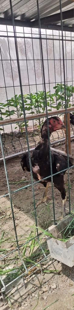 Хашаки  Хороз Докан макиён
