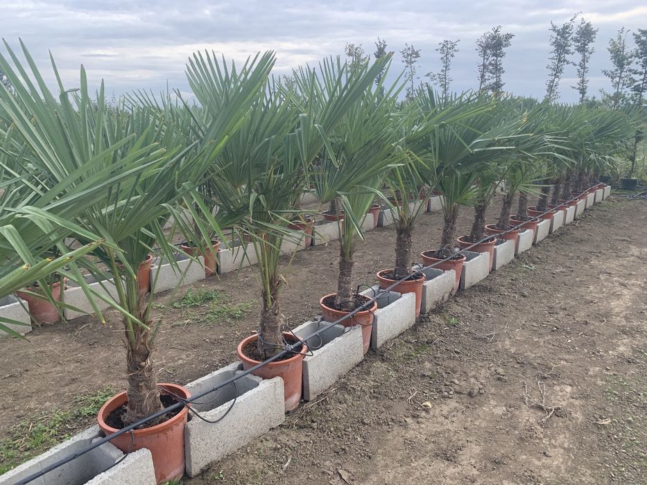 Palmier Tracycarpus Fortunei