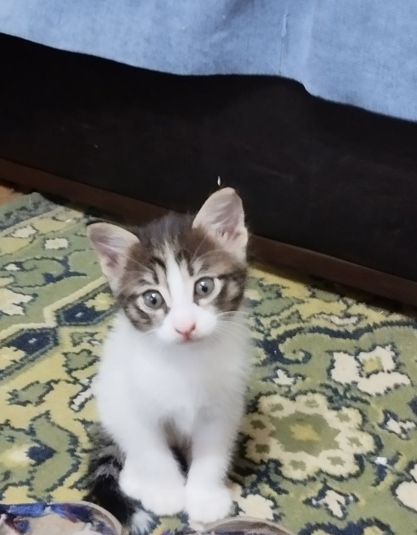 Котята бесплатно