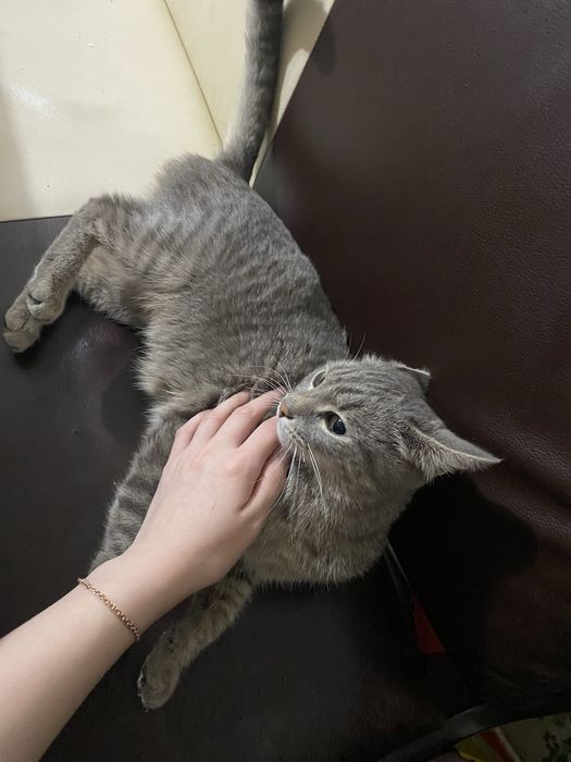 Отдам в добрые руки.