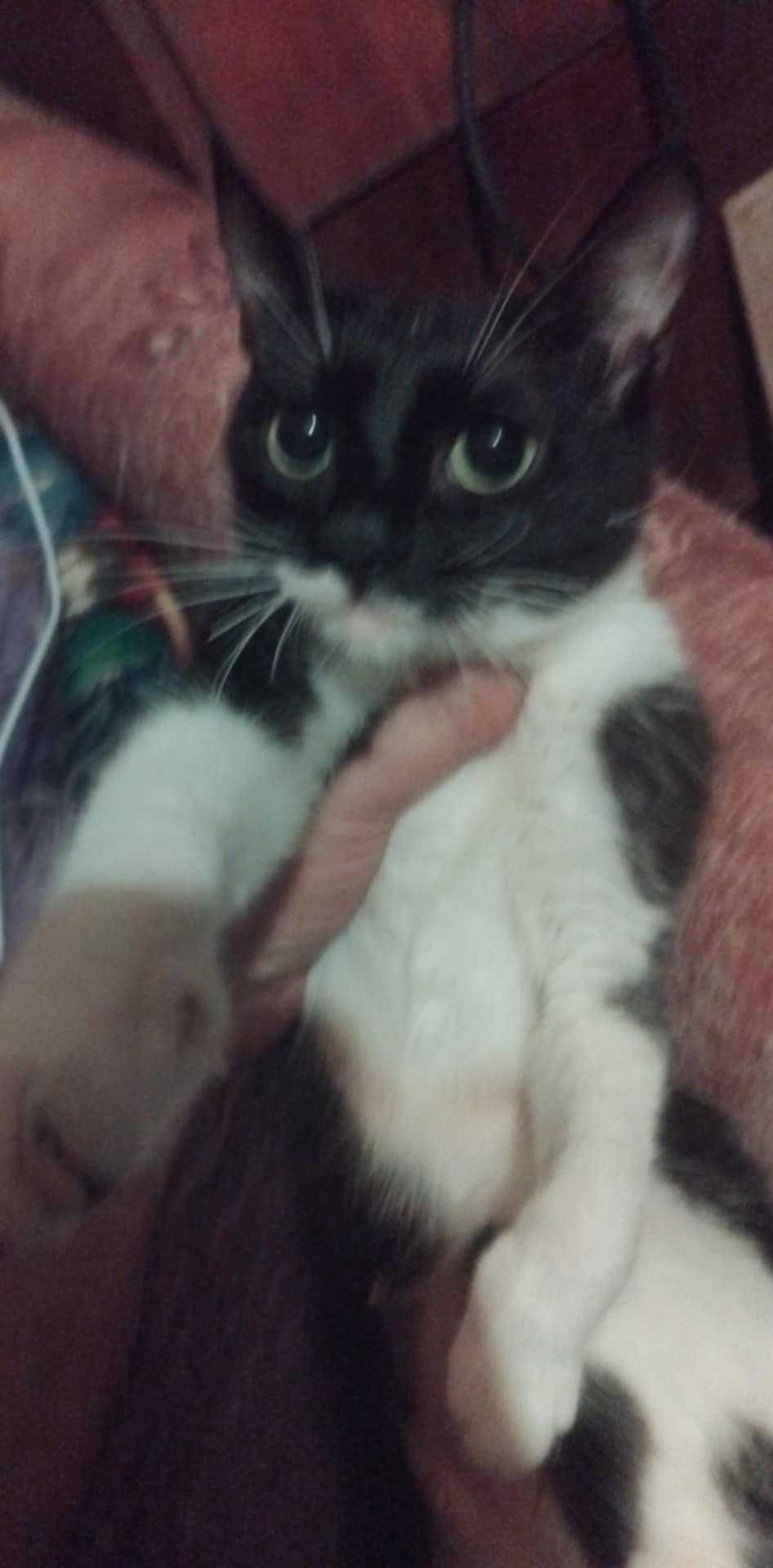 Котенца за осиновяване